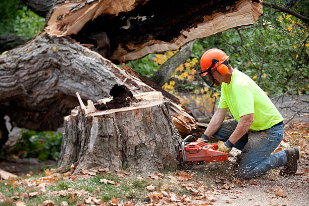 Best Leaf Removal  in Fairburn, GA